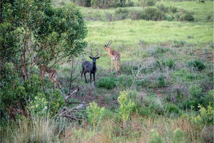 0 Bedroom Property for Sale in Kabeljauws Eastern Cape